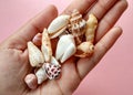 Spendel Shell Sea Ã¢â¬â¹Ã¢â¬â¹animal shells Royalty Free Stock Photo